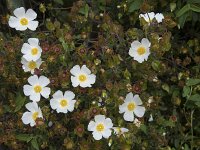 Cistus salviifolius 12, Saxifraga-Willem van Kruijsbergen