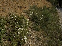 Cistus salviifolius 13, Saxifraga-Willem van Kruijsbergen