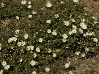 Cistus salviifolius 14, Saxifraga-Willem van Kruijsbergen
