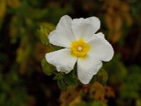 Cistus salviifolius 16, Saxifraga-Jan van der Straaten