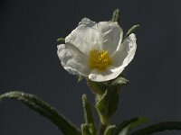 Cistus salviifolius 17, Saxifraga-Jan van der Straaten