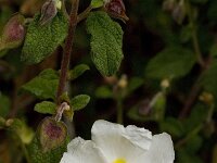 Cistus salviifolius 18, Saxifraga-Jan van der Straaten