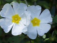 Cistus salviifolius 19, Saxifraga-Willem van Kruijsbergen
