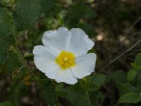 Cistus salviifolius 20, Saxifraga-Willem van Kruijsbergen