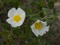 Cistus salviifolius 21, Saxifraga-Willem van Kruijsbergen