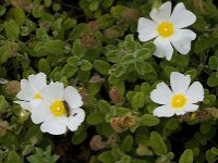 Cistus salviifolius 23, Saxifraga-Willem van Kruijsbergen