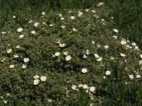 Cistus salviifolius 25, Saxifraga-Willem van Kruijsbergen
