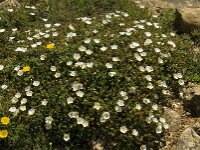 Cistus salviifolius 26, Saxifraga-Jan van der Straaten