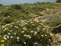 Cistus salviifolius 28, Saxifraga-Jan van der Straaten
