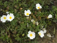 Cistus salviifolius 29, Saxifraga-Willem van Kruijsbergen