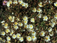 Cistus salviifolius 3, Saxifraga-Piet Zomerdijk