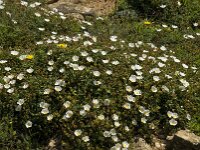 Cistus salviifolius 31, Saxifraga-Willem van Kruijsbergen