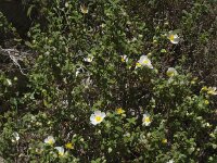 Cistus salviifolius 35, Saxifraga-Willem van Kruijsbergen