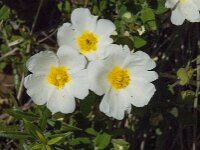 Cistus salviifolius 37, Saxifraga-Willem van Kruijsbergen