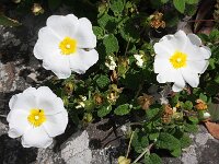 Cistus salviifolius 4, Saxifraga-Rutger Barendse