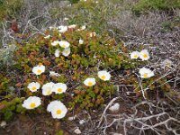 Cistus salviifolius 43, Saxifraga-Ed Stikvoort