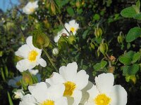 Cistus salviifolius 44, Saxifraga-Ed Stikvoort