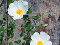 Cistus salviifolius 45, Saxifraga-Ed Stikvoort