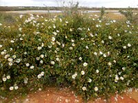 Cistus salviifolius 47, Saxifraga-Ed Stikvoort