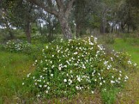 Cistus salviifolius 49, Saxifraga-Ed Stikvoort