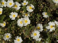 Cistus salviifolius 5, Saxifraga-Jan van der Straaten