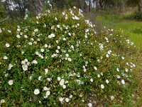 Cistus salviifolius 51, Saxifraga-Ed Stikvoort