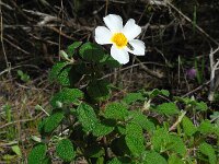 Cistus salviifolius 52, Saxifraga-Ed Stikvoort