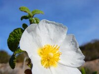 Cistus salviifolius 55, Saxifraga-Ed Stikvoort