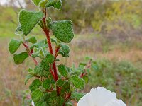 Cistus salviifolius 56, Saxifraga-Ed Stikvoort