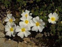 Cistus salviifolius 6, Saxifraga-Jan van der Straaten