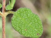 Cistus salviifolius 62, Saxifraga-Sonja Bouwman