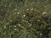 Cistus salviifolius 65, Saxifraga-Willem van Kruijsbergen