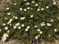 Cistus salviifolius 7, Saxifraga-Jan van der Straaten