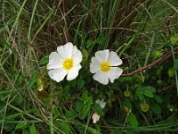 Cistus salviifolius 75, Saxifraga-Hans Grotenhuis