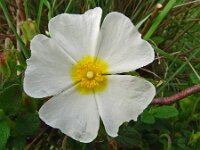 Cistus salviifolius 76, Saxifraga-Hans Grotenhuis