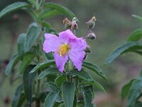 Cistus symphytifolius
