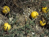 Citrullus colocynthis