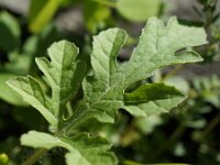 Citrullus colocynthis 2, Saxifraga-Sonja Bouwman