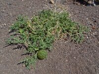 Citrullus colocynthis 4, Saxifraga-Hans Grotenhuis
