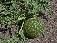 Citrullus colocynthis 5, Saxifraga-Hans Grotenhuis
