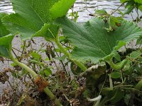Citrullus lanatus, Watermelon