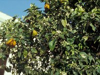 Citrus aurantium