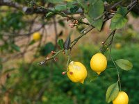 Citrus limon