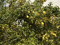 Citrus limon 4, Citroen, Saxifraga-Willem van Kruijsbergen