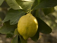 Citrus limon 5, Citroen, Saxifraga-Willem van Kruijsbergen