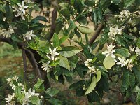 Citrus sinensis