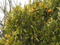 Citrus sinensis 5, Sinaasappel, Saxifraga-Willem van Kruijsbergen