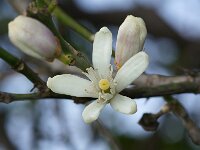 Citrus sinensis 7, Sinaasappel, Saxifraga-Foto Fitis-Sytske Dijksen