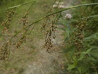 Cladium mariscus, Great Fen-sedge