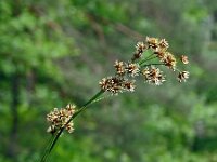Cladium mariscus 23, Galigaan, Saxifraga-Hans Grotenhuis